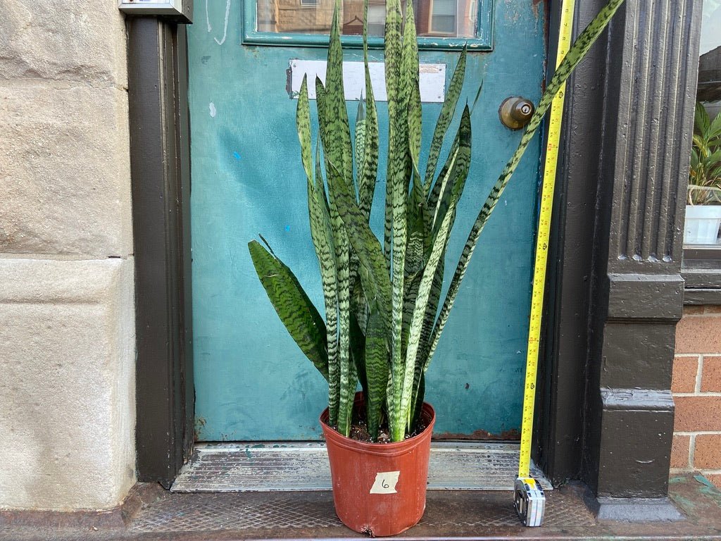 Sansevieria Zeylanica (Snake Plant) - 10" Pot - The Succulent City