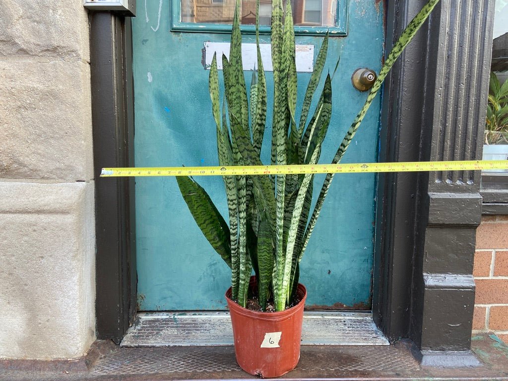 Sansevieria Zeylanica (Snake Plant) - 10" Pot - The Succulent City