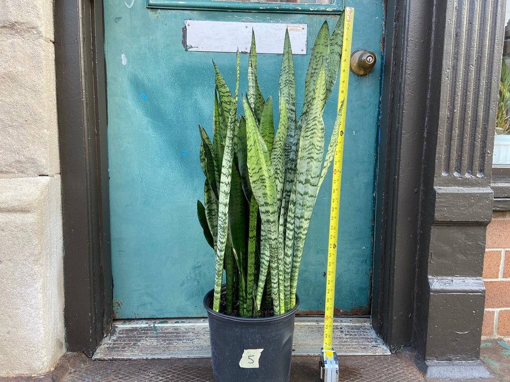 Sansevieria Zeylanica (Snake Plant) - 10" Pot - The Succulent City