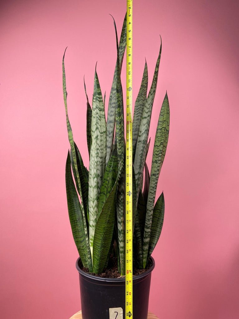 Sansevieria Zeylanica (Snake Plant) - 10" Pot - The Succulent City