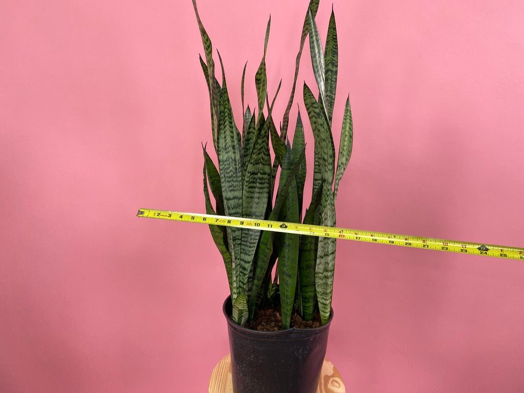 Sansevieria Zeylanica (Snake Plant) - 10" Pot - The Succulent City