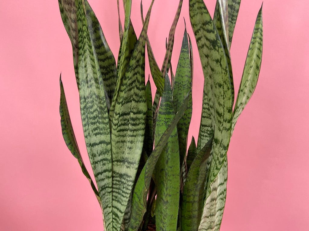 Sansevieria Zeylanica (Snake Plant) - 10" Pot - The Succulent City