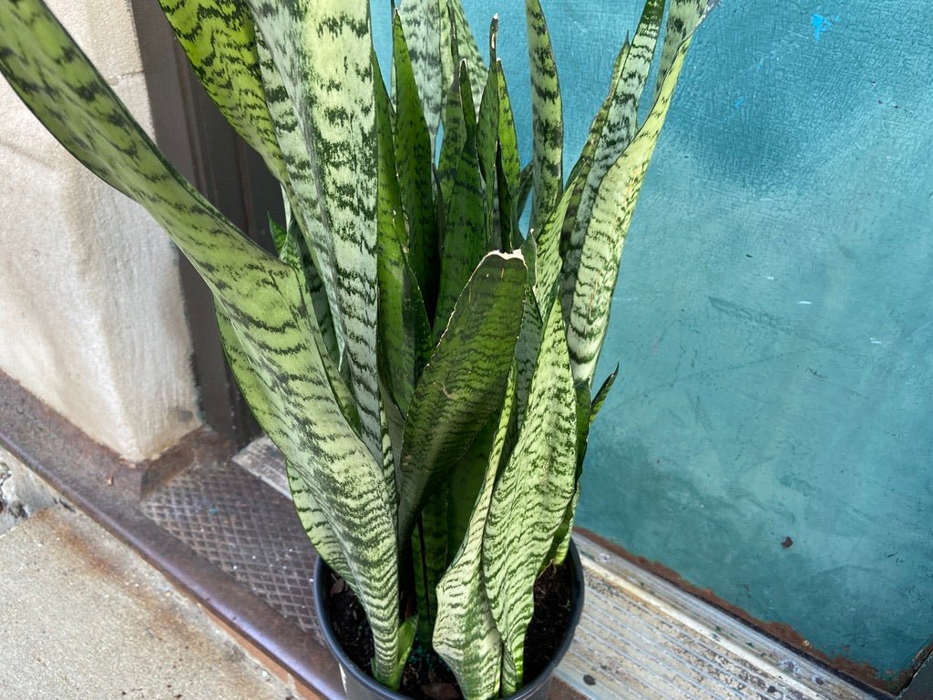 Sansevieria Zeylanica (Snake Plant) - 10" Pot - The Succulent City