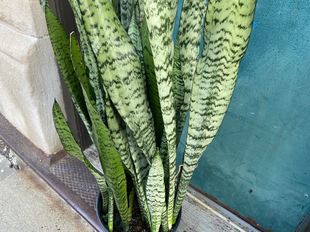 Sansevieria Zeylanica (Snake Plant) - 10" Pot - The Succulent City