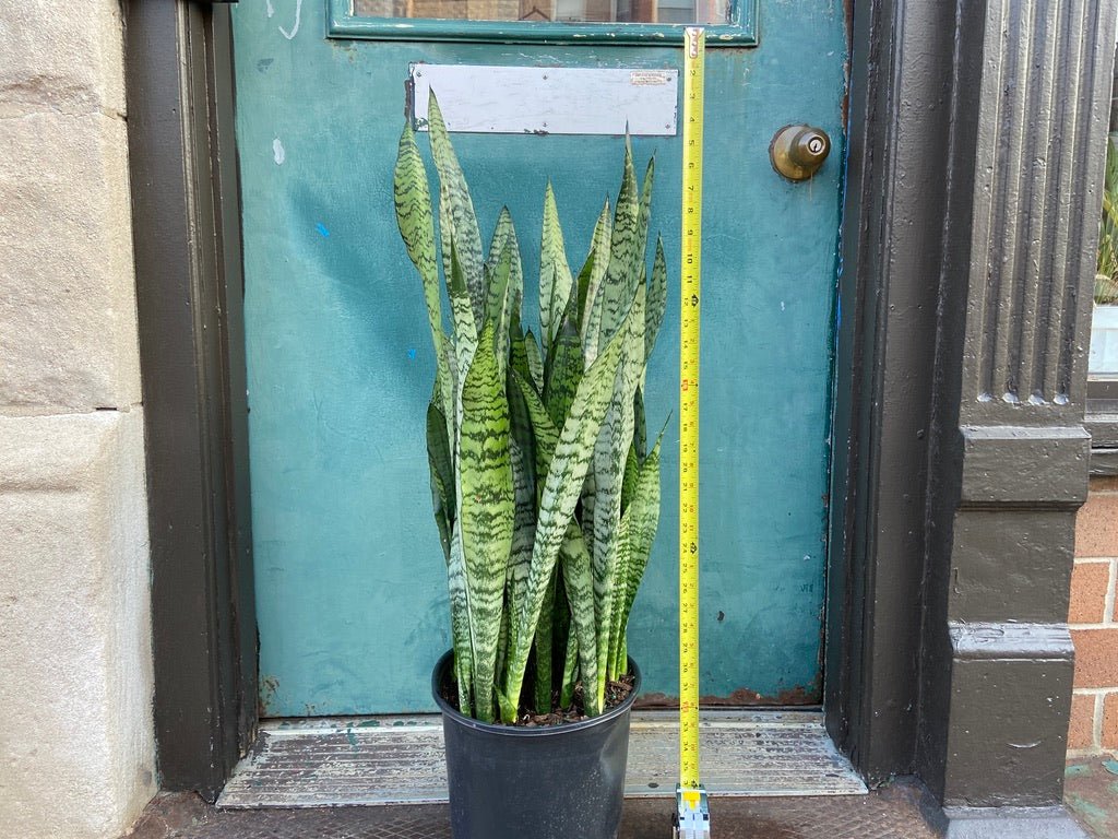 Sansevieria Zeylanica (Snake Plant) - 10" Pot - The Succulent City