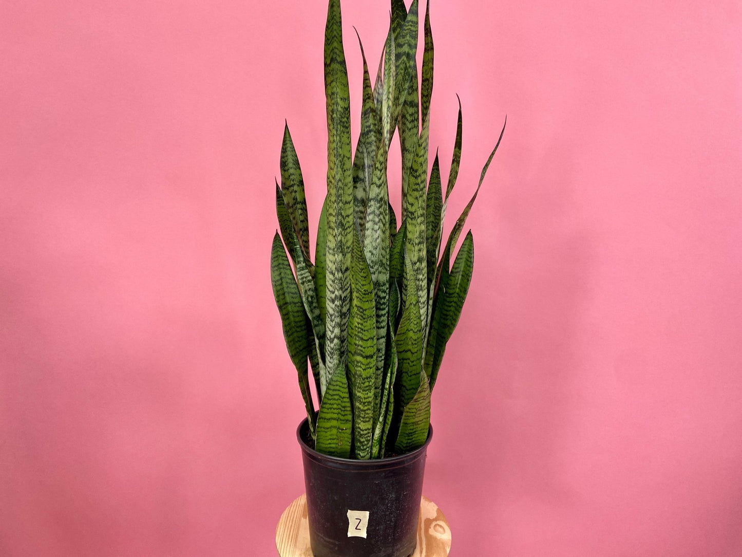 Sansevieria Zeylanica (Snake Plant) - 10" Pot - The Succulent City