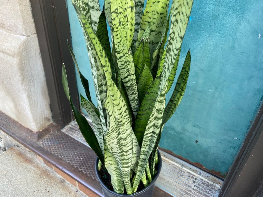 Sansevieria Zeylanica (Snake Plant) - 10" Pot - The Succulent City