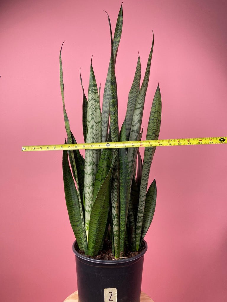 Sansevieria Zeylanica (Snake Plant) - 10" Pot - The Succulent City