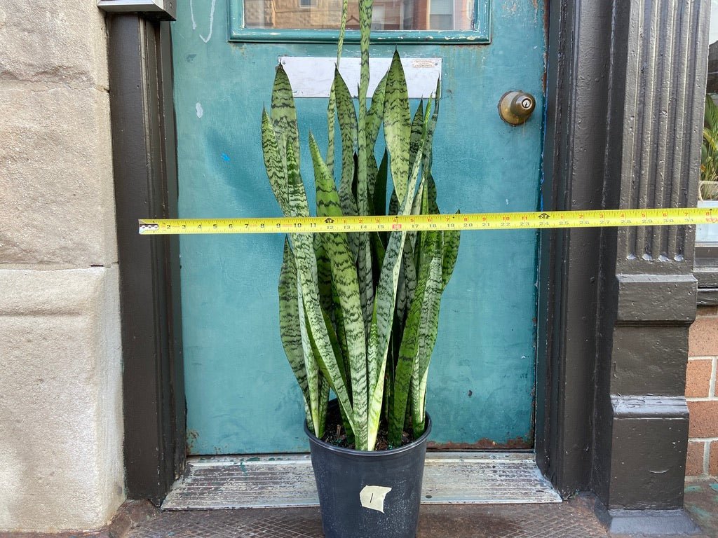 Sansevieria Zeylanica (Snake Plant) - 10" Pot - The Succulent City