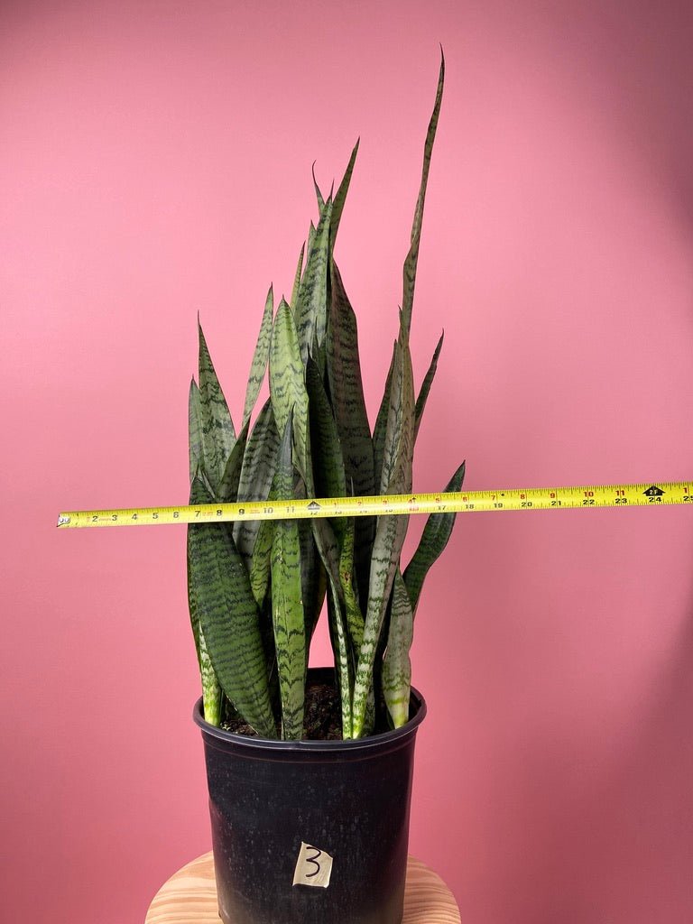 Sansevieria Zeylanica (Snake Plant) - 10" Pot - The Succulent City
