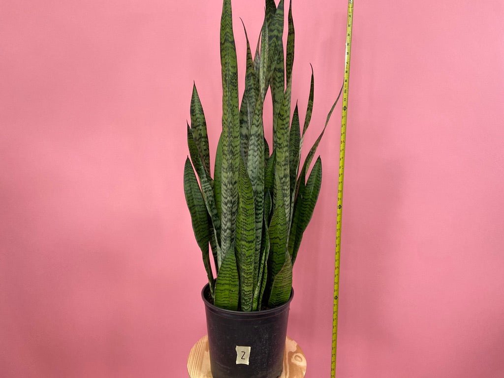 Sansevieria Zeylanica (Snake Plant) - 10" Pot - The Succulent City