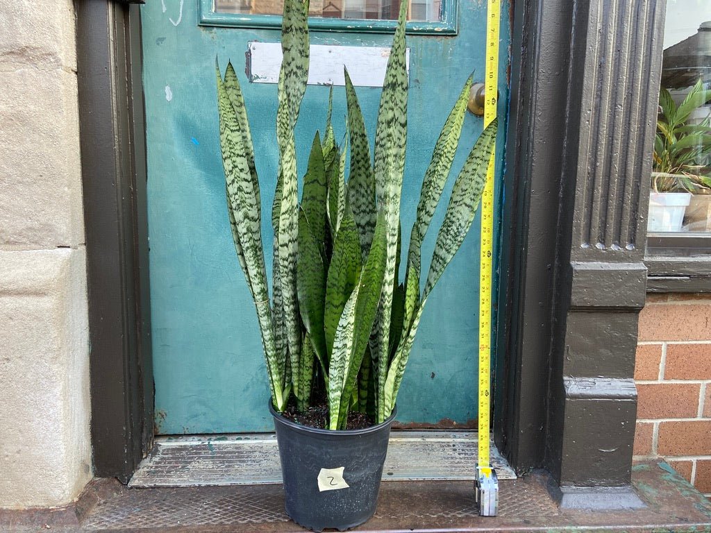 Sansevieria Zeylanica (Snake Plant) - 10" Pot - The Succulent City