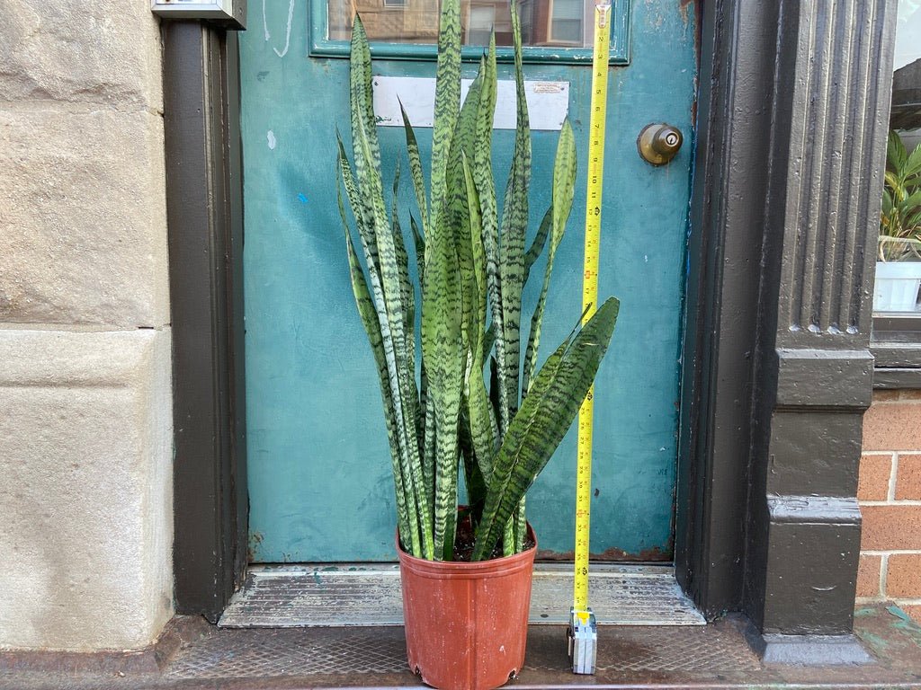 Sansevieria Zeylanica (Snake Plant) - 10" Pot - The Succulent City