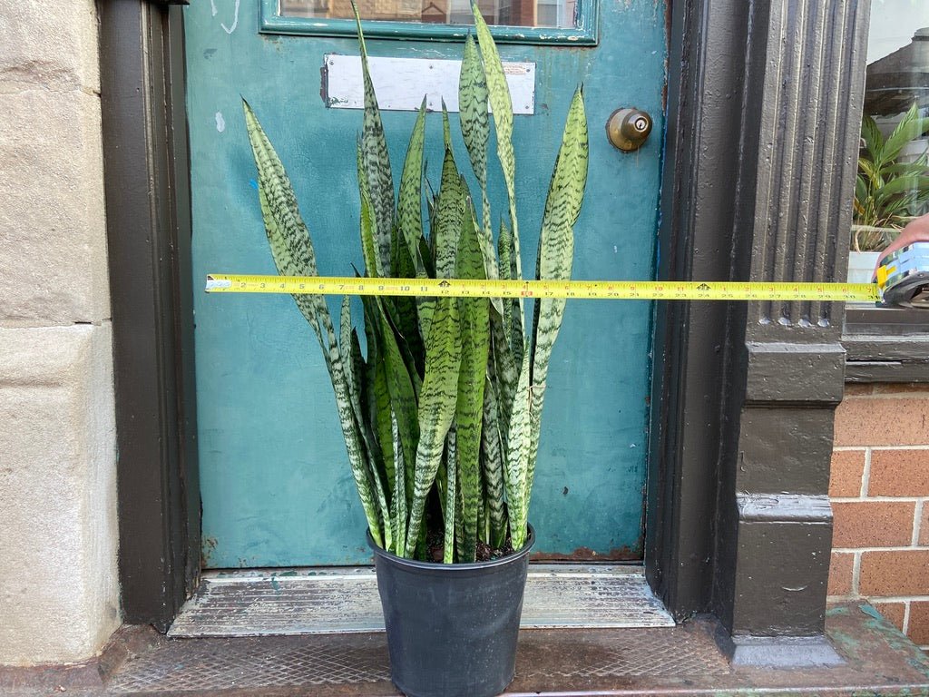 Sansevieria Zeylanica (Snake Plant) - 10" Pot - The Succulent City