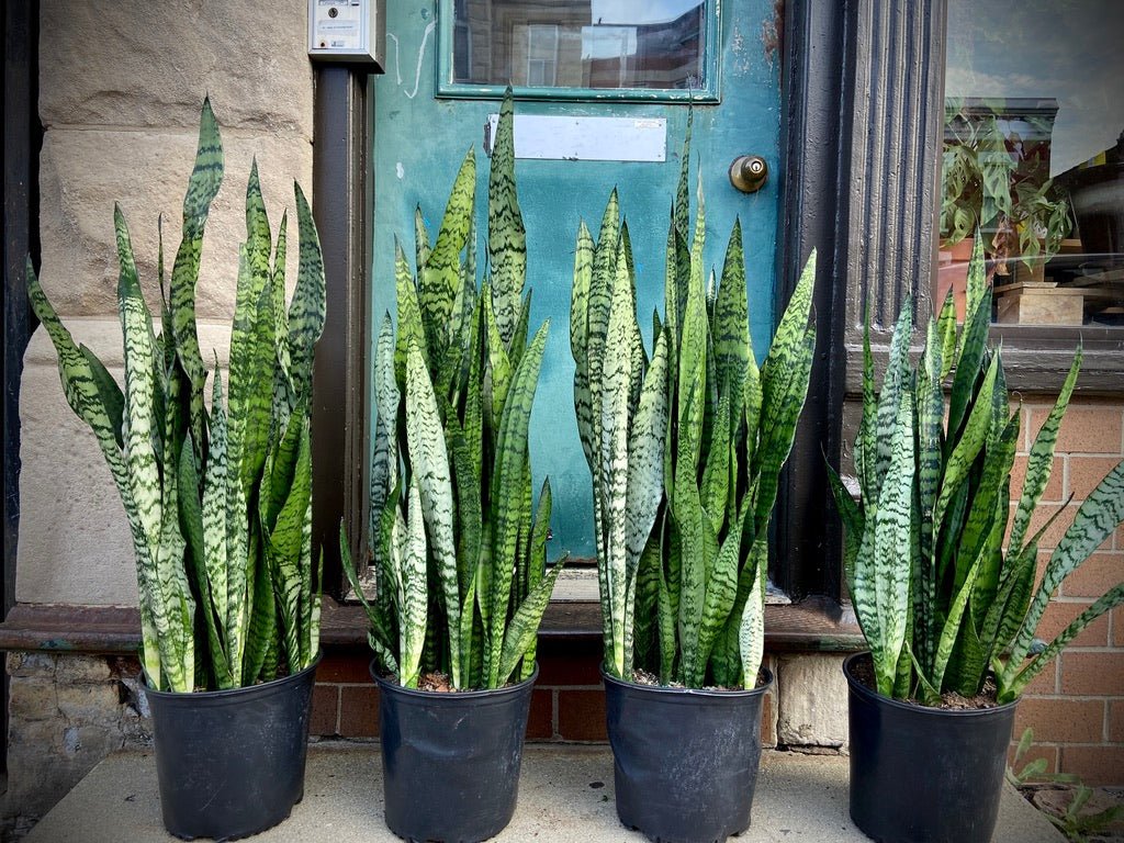 Sansevieria Zeylanica (Snake Plant) - 10" Pot - The Succulent City