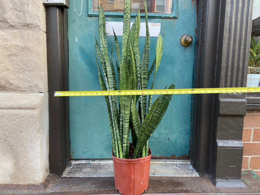 Sansevieria Zeylanica (Snake Plant) - 10" Pot - The Succulent City