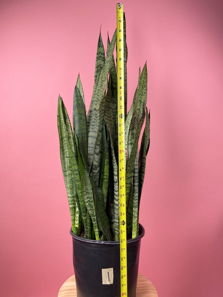 Sansevieria Zeylanica (Snake Plant) - 10" Pot - The Succulent City
