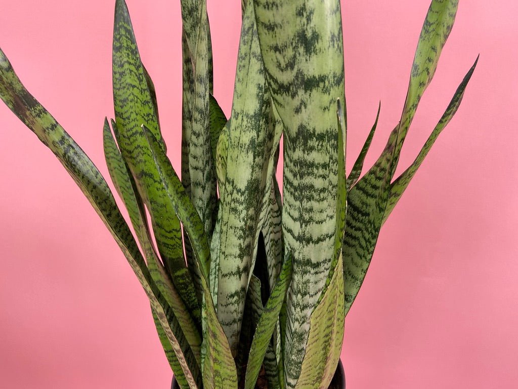 Sansevieria Zeylanica (Snake Plant) - 10" Pot - The Succulent City