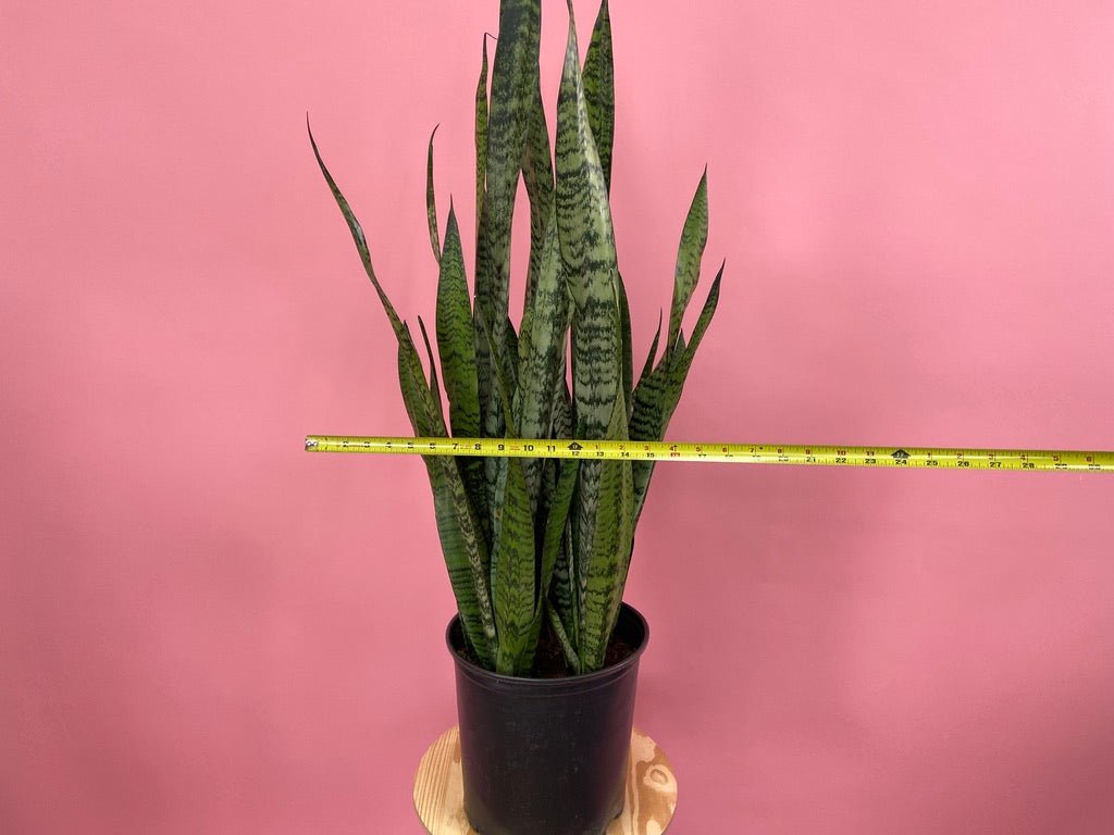 Sansevieria Zeylanica (Snake Plant) - 10" Pot - The Succulent City
