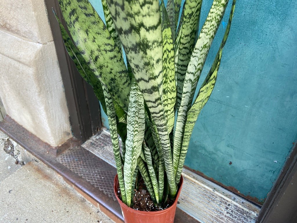 Sansevieria Zeylanica (Snake Plant) - 10" Pot - The Succulent City