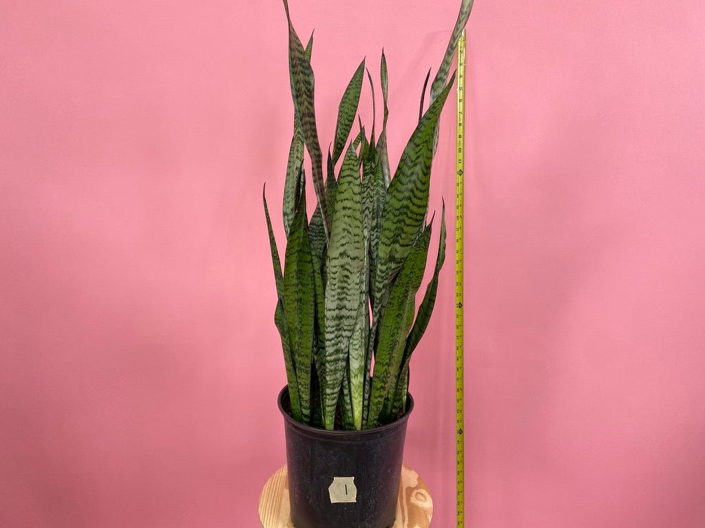 Sansevieria Zeylanica (Snake Plant) - 10" Pot - The Succulent City