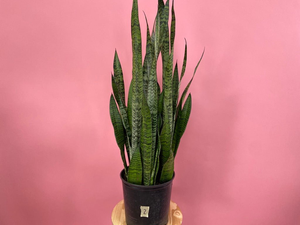 Sansevieria Zeylanica (Snake Plant) - 10" Pot - The Succulent City