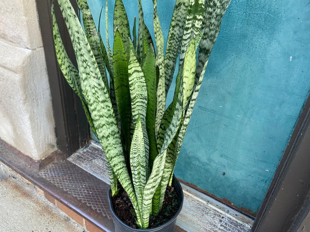 Sansevieria Zeylanica (Snake Plant) - 10" Pot - The Succulent City