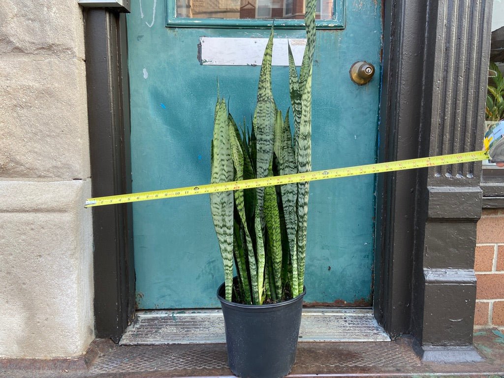 Sansevieria Zeylanica (Snake Plant) - 10" Pot - The Succulent City