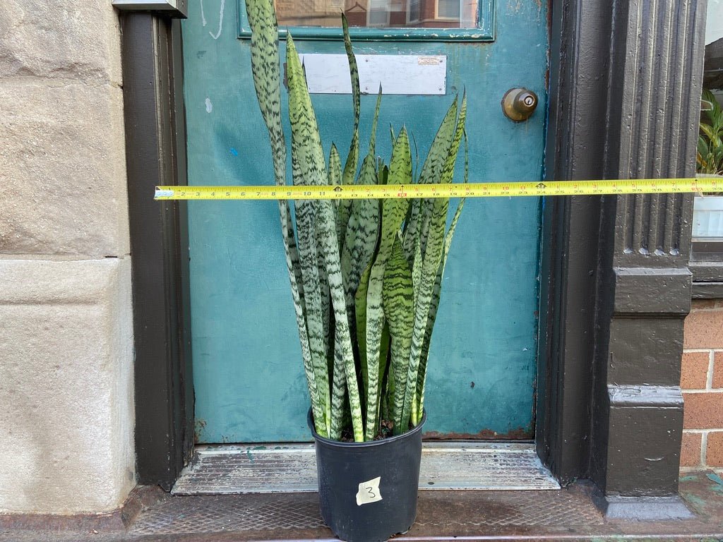 Sansevieria Zeylanica (Snake Plant) - 10" Pot - The Succulent City