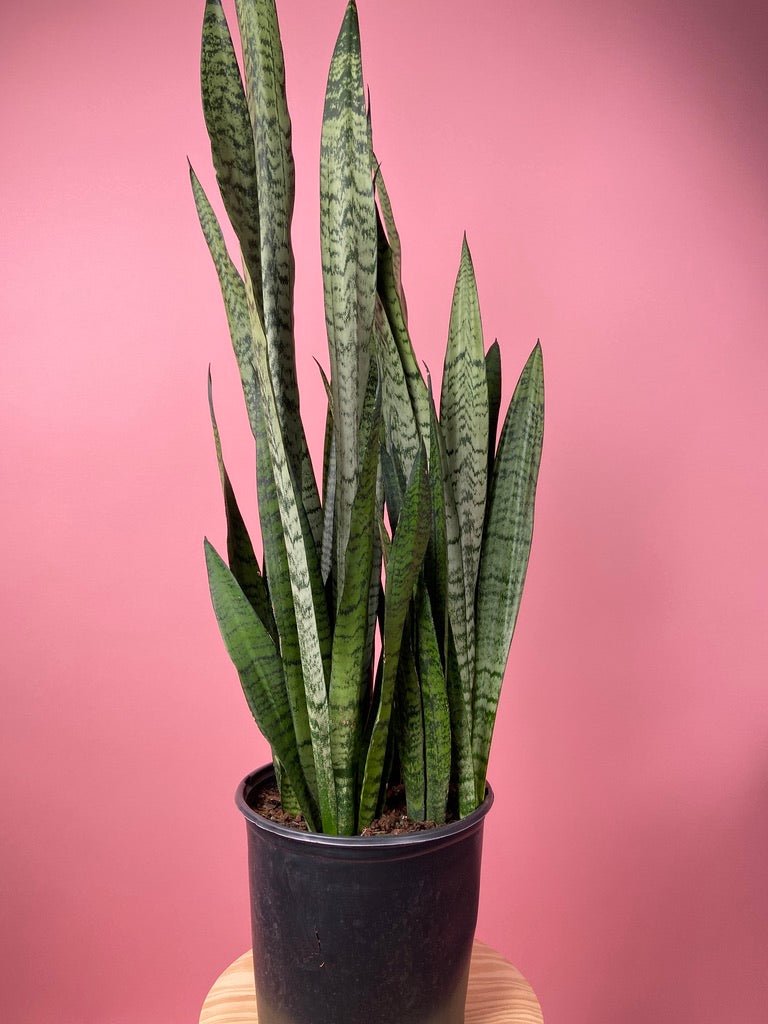 Sansevieria Zeylanica (Snake Plant) - 10" Pot - The Succulent City