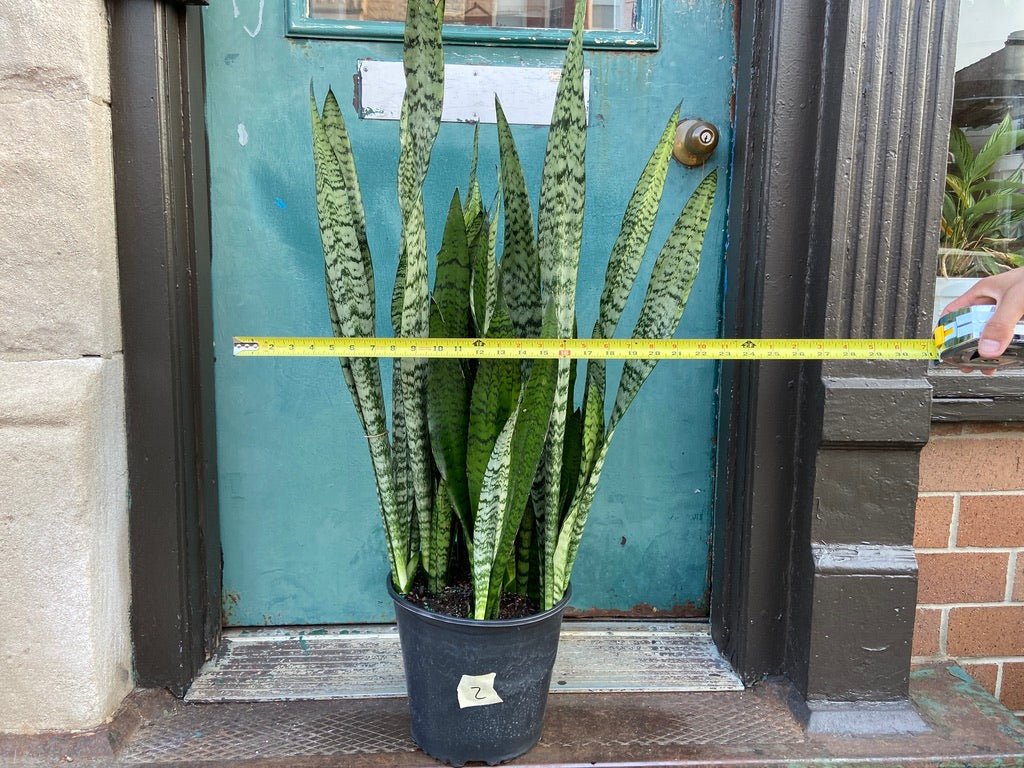 Sansevieria Zeylanica (Snake Plant) - 10" Pot - The Succulent City