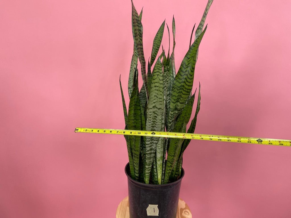 Sansevieria Zeylanica (Snake Plant) - 10" Pot - The Succulent City