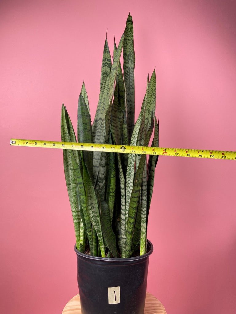 Sansevieria Zeylanica (Snake Plant) - 10" Pot - The Succulent City
