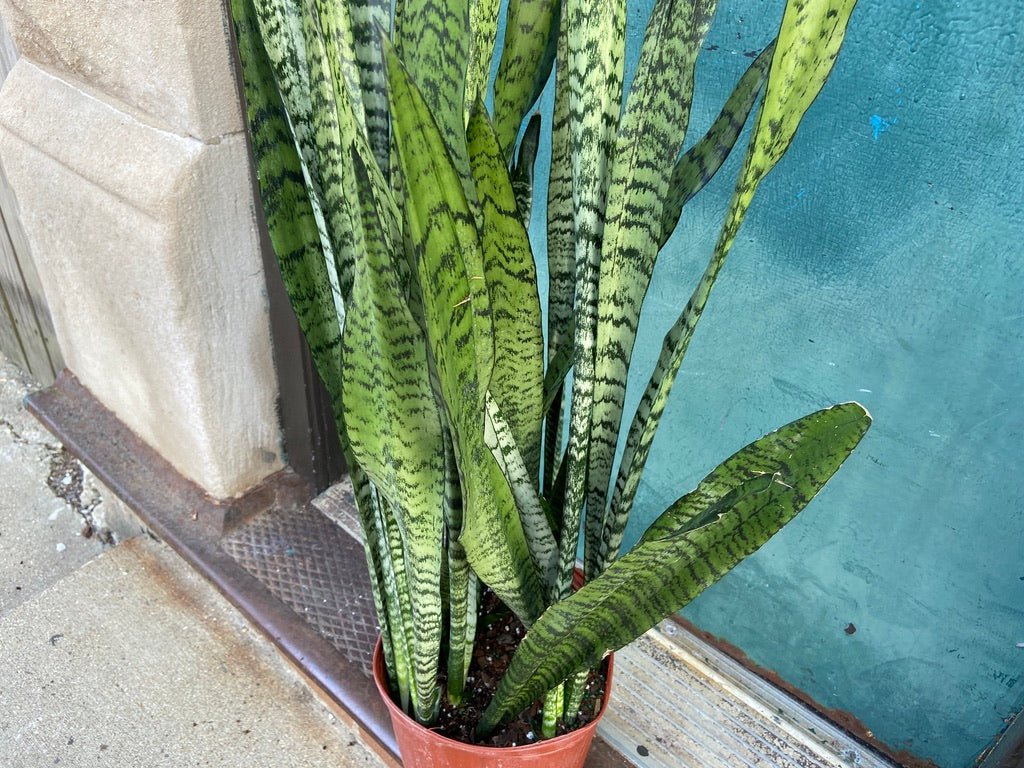Sansevieria Zeylanica (Snake Plant) - 10" Pot - The Succulent City