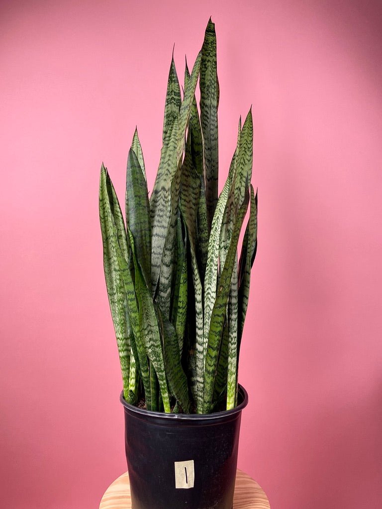 Sansevieria Zeylanica (Snake Plant) - 10" Pot - The Succulent City