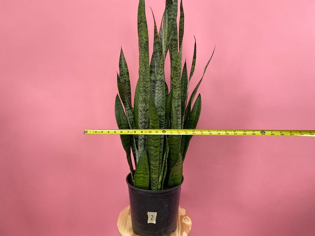 Sansevieria Zeylanica (Snake Plant) - 10" Pot - The Succulent City