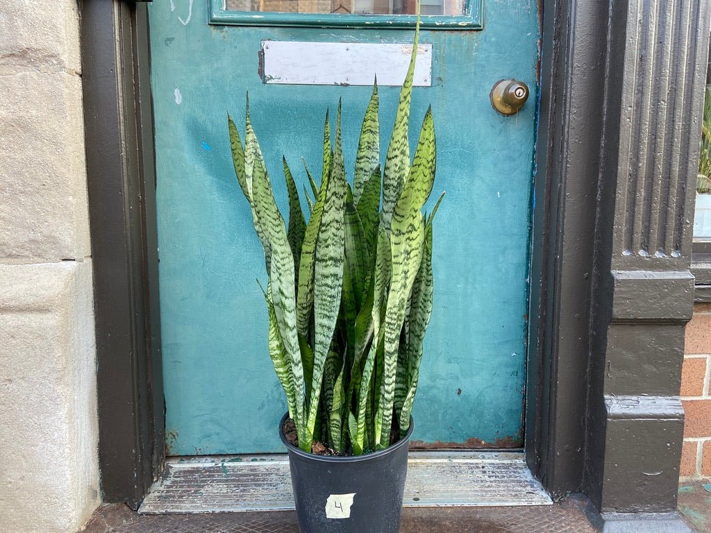 Sansevieria Zeylanica (Snake Plant) - 10" Pot - The Succulent City
