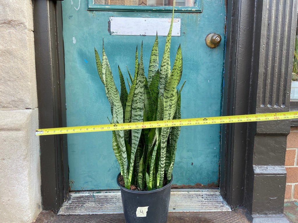Sansevieria Zeylanica (Snake Plant) - 10" Pot - The Succulent City