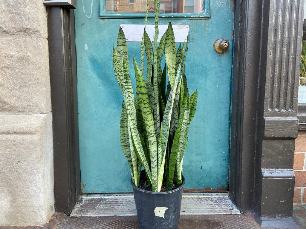 Sansevieria Zeylanica (Snake Plant) - 10" Pot - The Succulent City