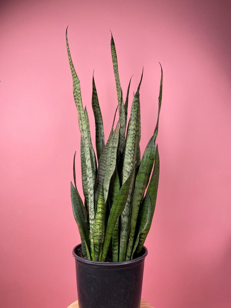Sansevieria Zeylanica (Snake Plant) - 10" Pot - The Succulent City
