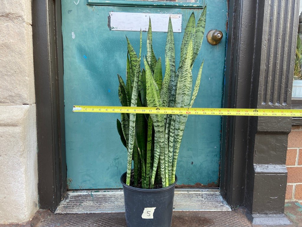 Sansevieria Zeylanica (Snake Plant) - 10" Pot - The Succulent City