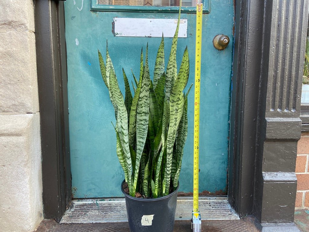 Sansevieria Zeylanica (Snake Plant) - 10" Pot - The Succulent City