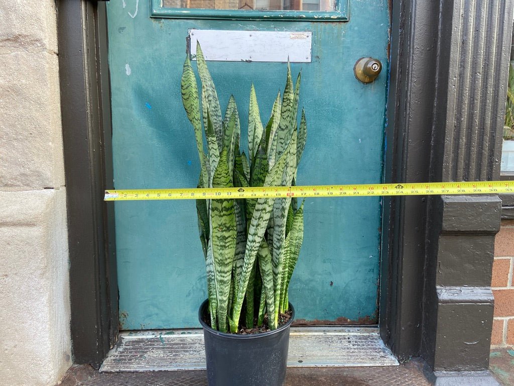 Sansevieria Zeylanica (Snake Plant) - 10" Pot - The Succulent City