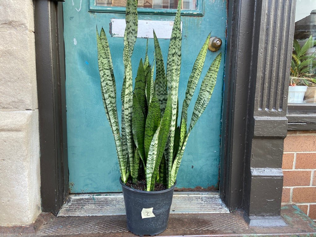 Sansevieria Zeylanica (Snake Plant) - 10" Pot - The Succulent City