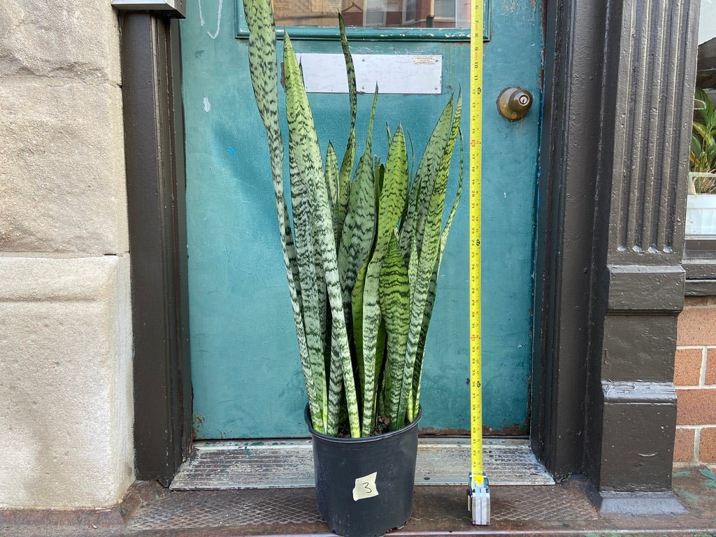 Sansevieria Zeylanica (Snake Plant) - 10" Pot - The Succulent City