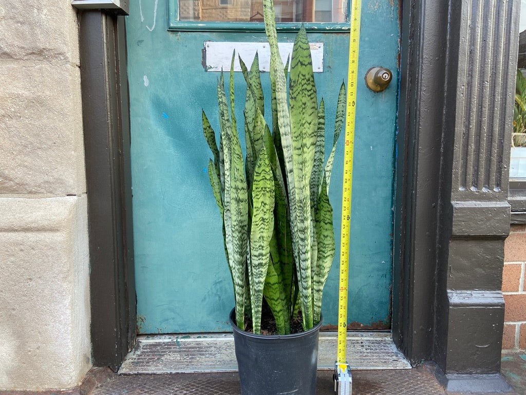 Sansevieria Zeylanica (Snake Plant) - 10" Pot - The Succulent City
