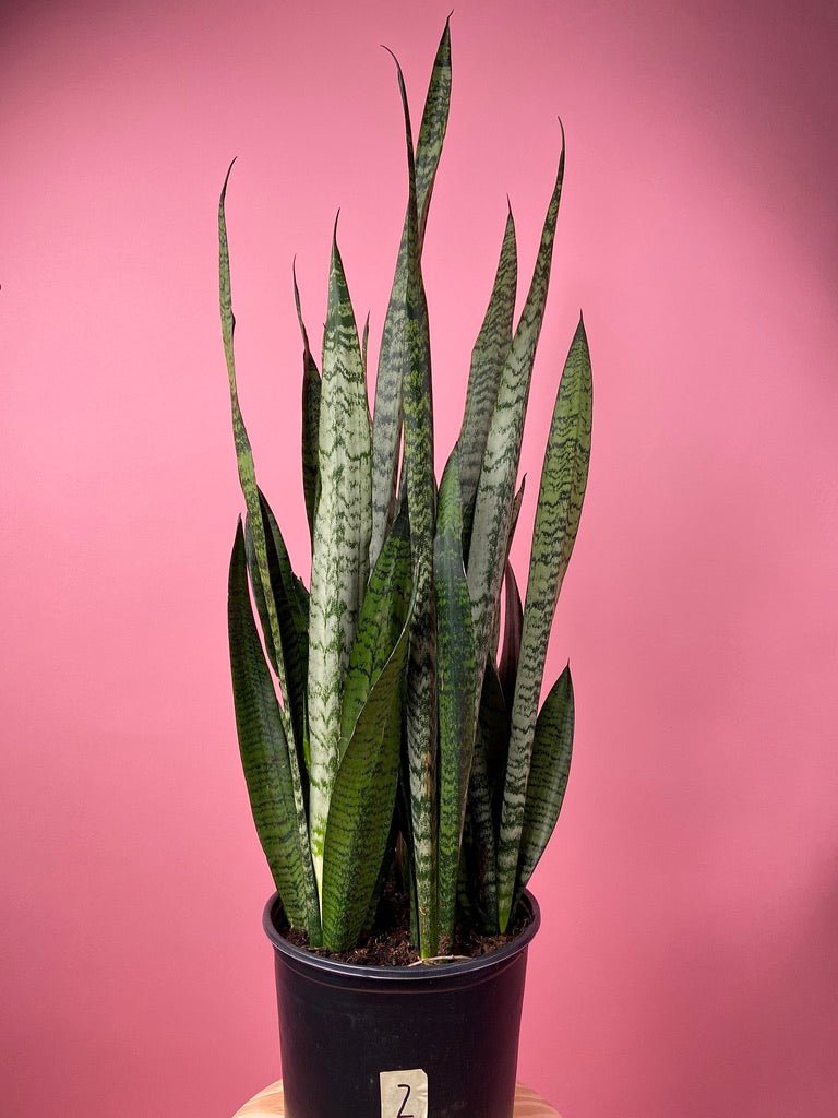 Sansevieria Zeylanica (Snake Plant) - 10" Pot - The Succulent City