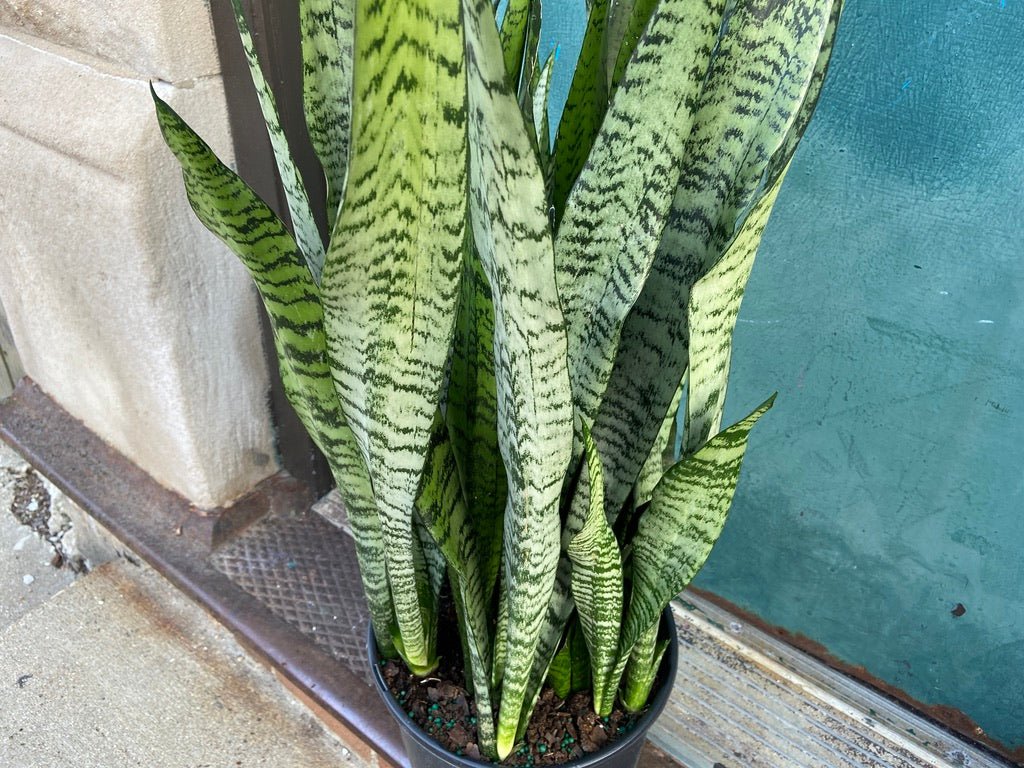 Sansevieria Zeylanica (Snake Plant) - 10" Pot - The Succulent City