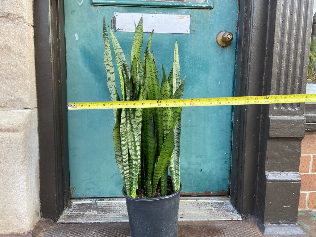 Sansevieria Zeylanica (Snake Plant) - 10" Pot - The Succulent City