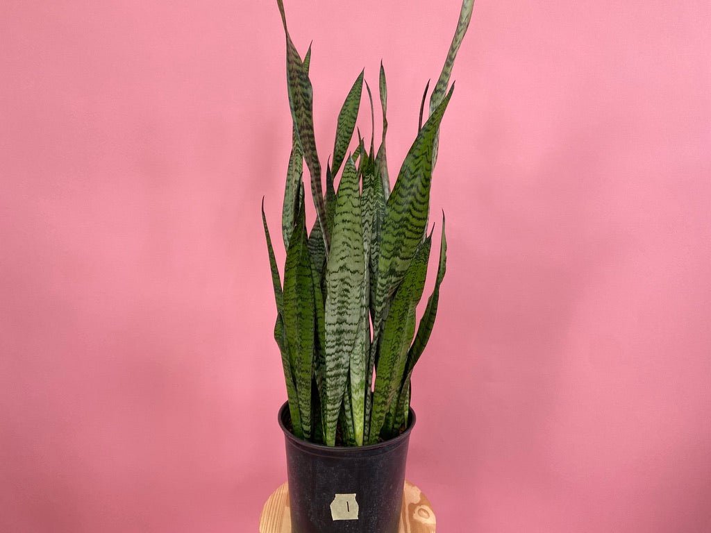 Sansevieria Zeylanica (Snake Plant) - 10" Pot - The Succulent City